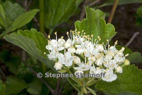 viburnum ellipticum 5 graphic